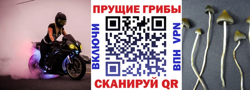 Галлюциногенные грибы GOLDEN TEACHER  где купить наркоту  OMG вход  Рыбное 